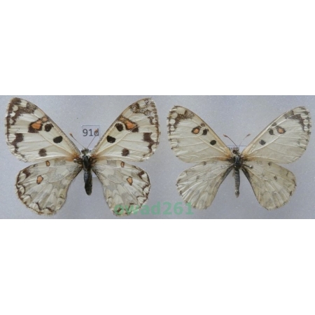 Hypermnestra helios Nickerl, 1846 pair Uzbekistan91d